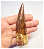 1365 - Huge Spinosaurus aegyptiacus Dinosaur Tooth - Cretaceous KemKem Beds