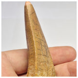 1372 - Huge Rooted Carcharodontosaurus saharicus Dinosaur Tooth - Cretaceous KemKem Beds