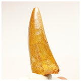 1338 - Nicely Preserved Carcharodontosaurus saharicus Dinosaur Tooth