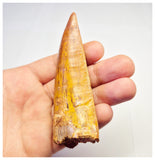 1373 - Huge Carcharodontosaurus saharicus Dinosaur Tooth - Cretaceous KemKem Beds