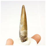 1309 - Nicely Preserved Suchomimus tenerensis Spinosaurid Dinosaur Tooth - Cretaceous Elrhaz Fm