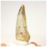 1343 - Nicely Preserved Suchomimus tenerensis Spinosaurid Dinosaur Tooth - Cretaceous Elrhaz Fm