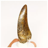 1303 - Eocarcharia dinops Dinosaur Tooth - Cretaceous Elrhaz Fm Tenere Desert