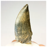 1321 - Gem Grade Afrovenator abakensis Megalosaurid Dinosaur Tooth Jurassic Tiouraren Fm