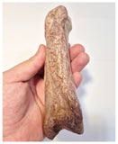 1524 - Finest Grade Huge 16cm Spinosaurus aegyptiacus Dinosaur Phalanx Toe Bone