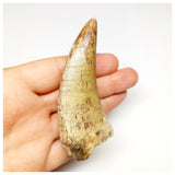 1301 - Huge Afrovenator abakensis Megalosaurid Dinosaur Tooth Jurassic Tiouraren Fm