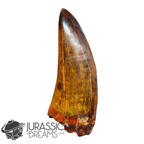 20009 - Gem Grade Carcharodontosaurus saharicus Dinosaur Premaxillary Tooth