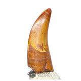 20043 - Finest Grade Rooted Carcharodontosaurus saharicus Dinosaur Premaxillary Tooth