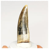 1300 - Rare Afrovenator abakensis Megalosaurid Dinosaur Tooth Jurassic Tiouraren Fm