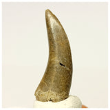 1340 - Rare Afrovenator abakensis Megalosaurid Dinosaur Tooth Jurassic Tiouraren Fm