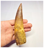 1361 - Huge Spinosaurus aegyptiacus Dinosaur Tooth - Cretaceous KemKem Beds