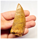 1385 - Nice Carcharodontosaurus saharicus Dinosaur Tooth - Cretaceous KemKem Beds