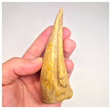 1498 - Museum Grade Spinosaurus aegyptiacus Dinosaur Complete Toe Finger with Claw- KemKem Beds