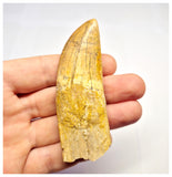 1386 - Rare Rooted Carcharodontosaurus saharicus Dinosaur Tooth - Cretaceous KemKem Beds