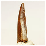 1335 - Nicely Preserved Carcharodontosaurus saharicus Dinosaur Tooth