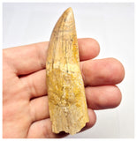 1386 - Rare Rooted Carcharodontosaurus saharicus Dinosaur Tooth - Cretaceous KemKem Beds