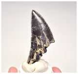 1521 - Top Rare Unidentified Megalosaurid Dinosaur Tooth - Jurassic El Mers Fm