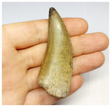 1324 - Eocarcharia dinops Dinosaur Tooth - Cretaceous Elrhaz Fm Tenere Desert