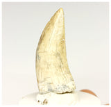 1328 - Gem Grade Afrovenator abakensis Megalosaurid Dinosaur Tooth Jurassic Tiouraren Fm