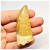 1387- Nicely Preserved Premaxillary Carcharodontosaurus saharicus Dinosaur Tooth