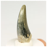 1320 - Gem Grade Afrovenator abakensis Megalosaurid Dinosaur Tooth Jurassic Tiouraren Fm