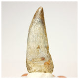 1343 - Nicely Preserved Suchomimus tenerensis Spinosaurid Dinosaur Tooth - Cretaceous Elrhaz Fm