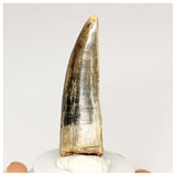 1300 - Rare Afrovenator abakensis Megalosaurid Dinosaur Tooth Jurassic Tiouraren Fm