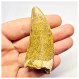 1388- Nicely Preserved Premaxillary Carcharodontosaurus saharicus Dinosaur Tooth