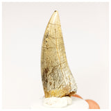 1302 - Finest Quality Afrovenator abakensis Megalosaurid Dinosaur Tooth Jurassic Tiouraren Fm