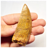 1385 - Nice Carcharodontosaurus saharicus Dinosaur Tooth - Cretaceous KemKem Beds