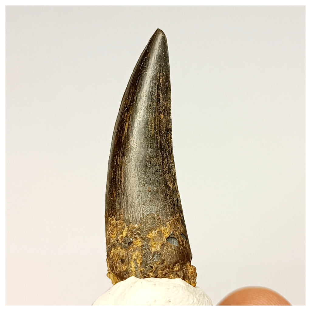 1347 - Rare Suchomimus tenerensis Spinosaurid Dinosaur Tooth - Cretaceous Elrhaz Fm