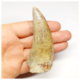 1301 - Huge Afrovenator abakensis Megalosaurid Dinosaur Tooth Jurassic Tiouraren Fm