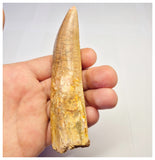 1372 - Huge Rooted Carcharodontosaurus saharicus Dinosaur Tooth - Cretaceous KemKem Beds