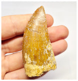 1384 - Nicely Preserved Carcharodontosaurus saharicus Dinosaur Tooth