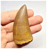 1383 - Nice Carcharodontosaurus saharicus Dinosaur Tooth - Cretaceous KemKem Beds