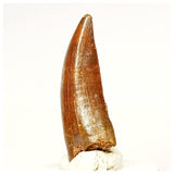 1335 - Nicely Preserved Carcharodontosaurus saharicus Dinosaur Tooth