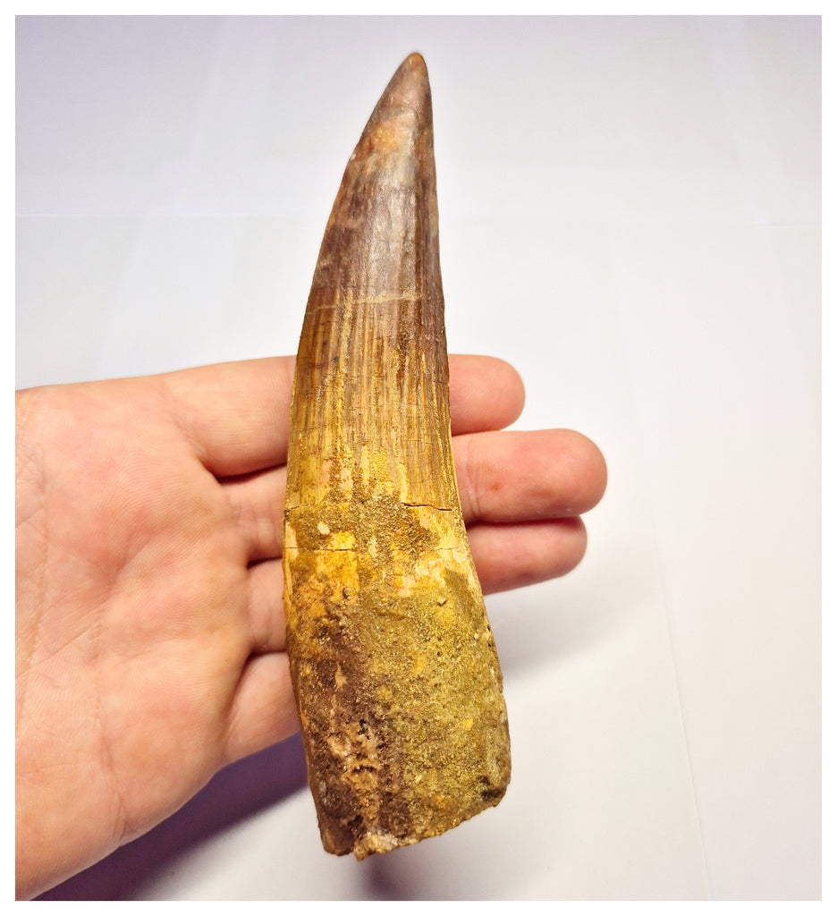 1361 - Huge Spinosaurus aegyptiacus Dinosaur Tooth - Cretaceous KemKem Beds