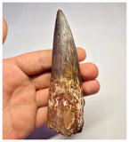 1358 - Huge Spinosaurus aegyptiacus Dinosaur Tooth - Cretaceous KemKem Beds