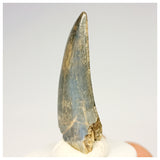 1321 - Gem Grade Afrovenator abakensis Megalosaurid Dinosaur Tooth Jurassic Tiouraren Fm