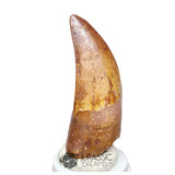 20043 - Finest Grade Rooted Carcharodontosaurus saharicus Dinosaur Premaxillary Tooth