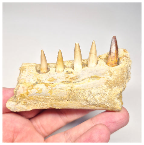 1517 - Museum Grade Juvenile Spinosaurus Dinosaur Right Hemi dentary jaw- Cretaceous KemKem Beds