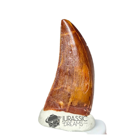 20317 - Gem Grade Carcharodontosaurus saharicus Dinosaur Tooth