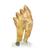 20245 - Nicely Preserved Basilosaurus (Whale Ancestor) Molar Rooted Tooth