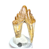 20231 - Nicely Preserved Basilosaurus (Whale Ancestor) Molar Rooted Tooth