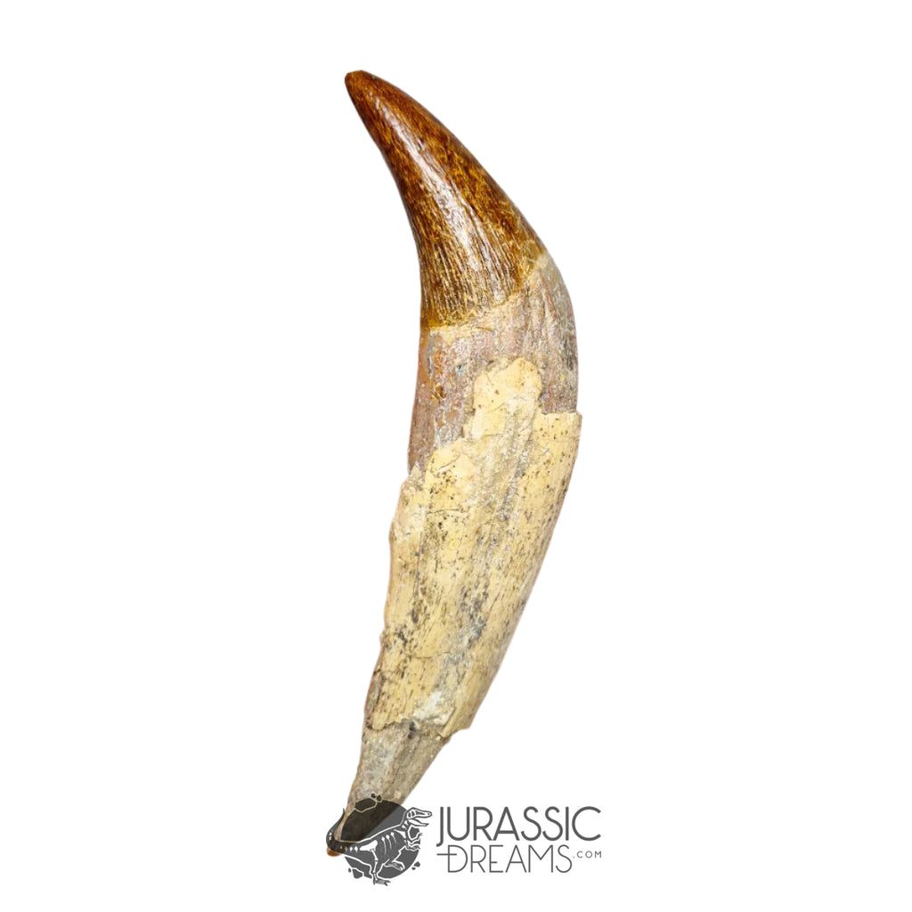 20131 - Top Huge Basilosaurus (Whale Ancestor) Incisor Rooted Tooth