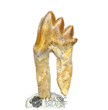 20243 - Nicely Preserved Basilosaurus (Whale Ancestor) Molar Rooted Tooth