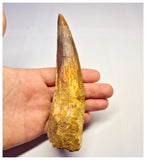 1361 - Huge Spinosaurus aegyptiacus Dinosaur Tooth - Cretaceous KemKem Beds