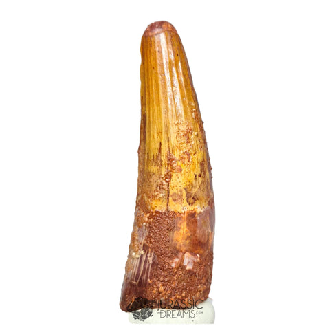 20211 - Nicely Preserved Large Spinosaurus aegyptiacus Dinosaur Tooth