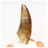 1303 - Eocarcharia dinops Dinosaur Tooth - Cretaceous Elrhaz Fm Tenere Desert