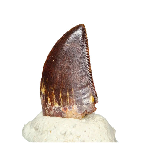 T109 - Rare Huge 4.52 Inch Basilosaurus (Whale Ancestor) Molar Rooted Tooth in Jaw Bone